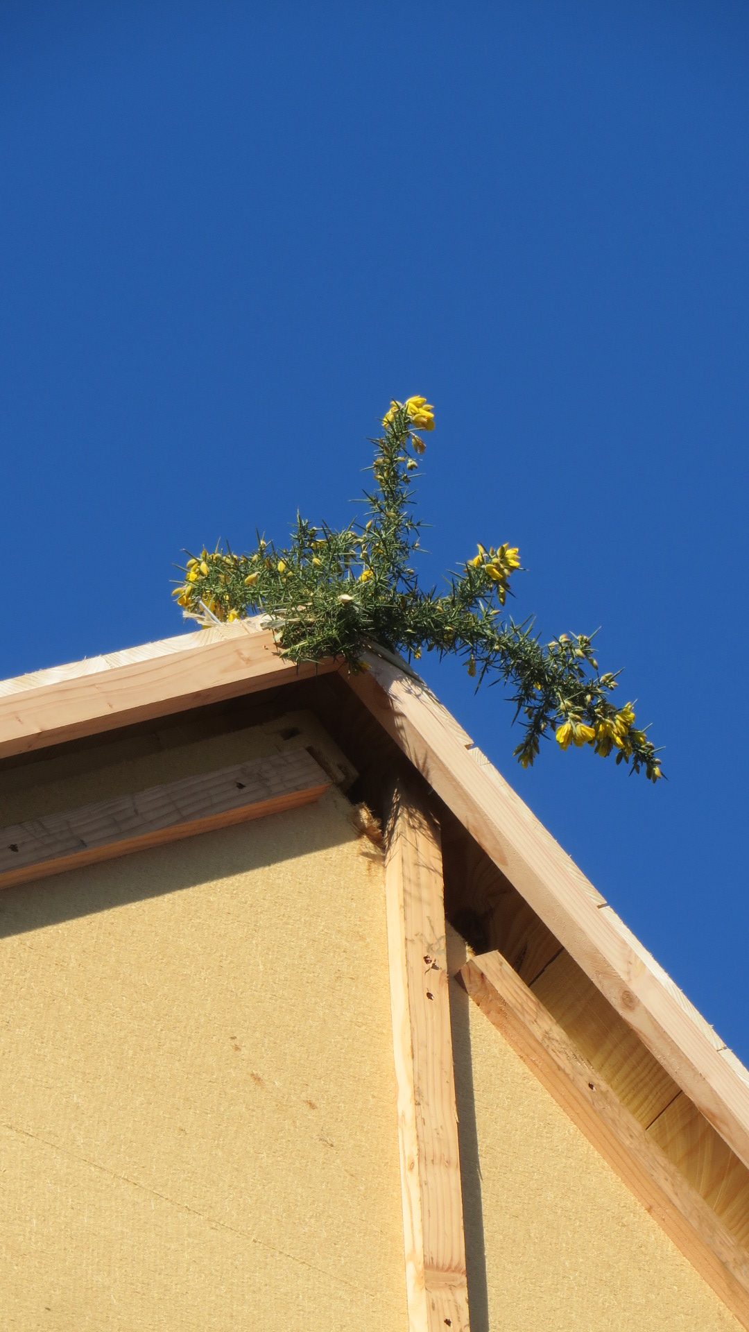 maison ossature bois landeda